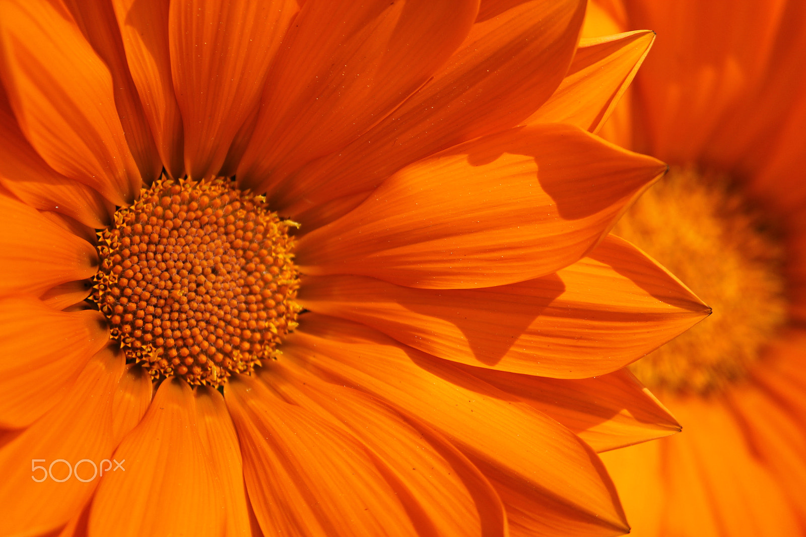 Canon EF-S 55-250mm F4-5.6 IS sample photo. Orange flower photography