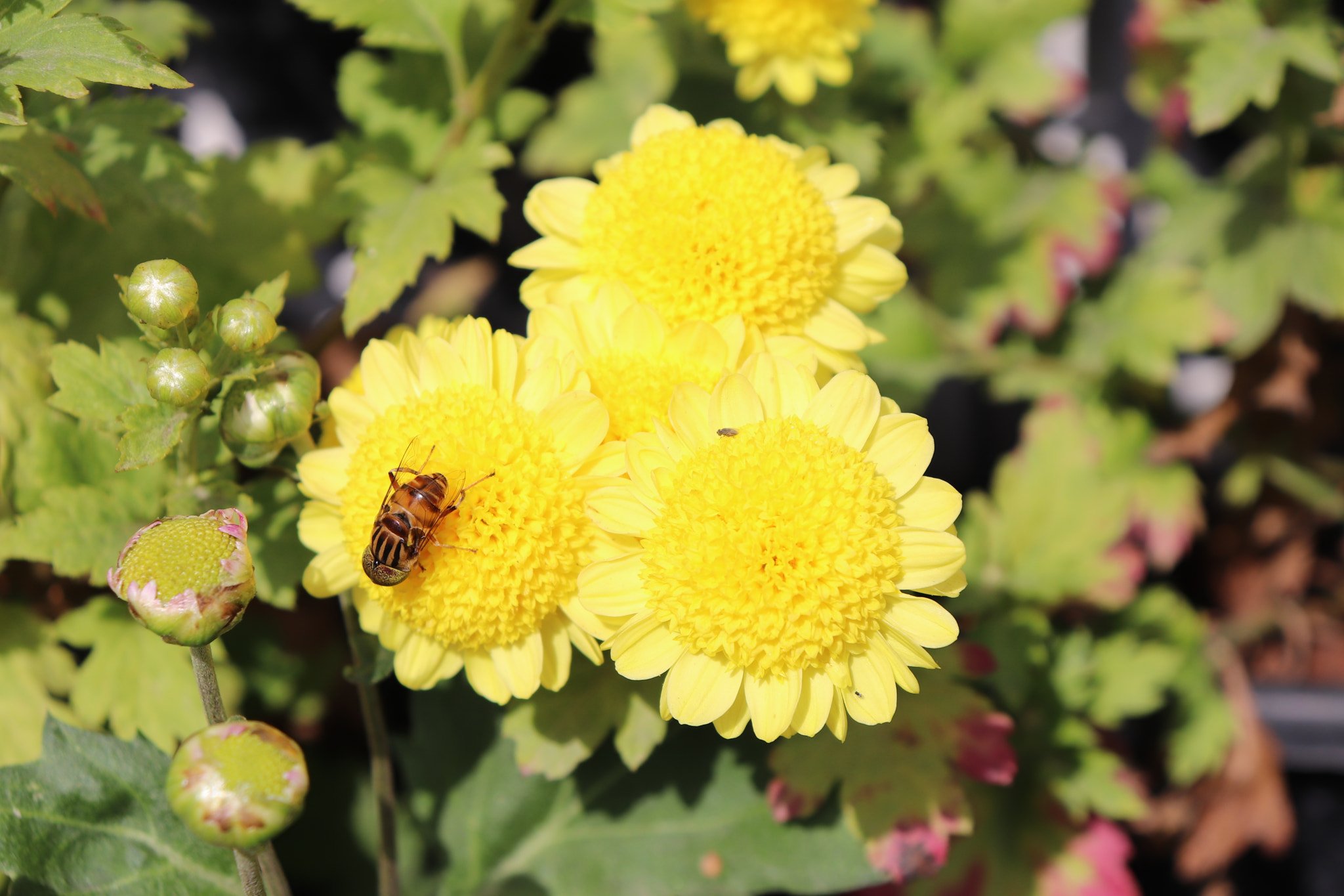 Canon EF-S 18-55mm F4-5.6 IS STM sample photo
