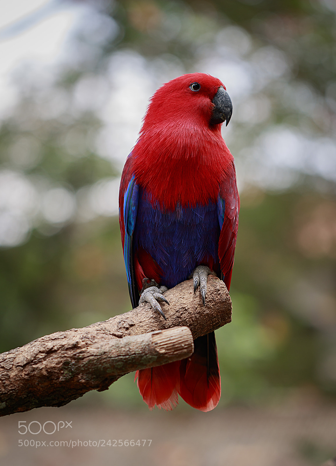 Canon EOS M3 sample photo. Bird photography
