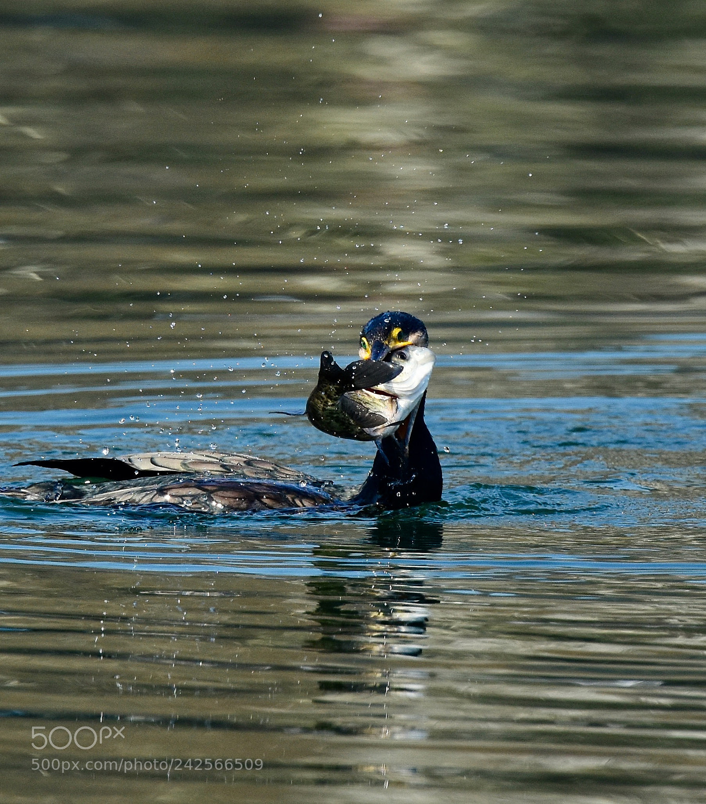 Nikon D7200 sample photo. Fishing l photography