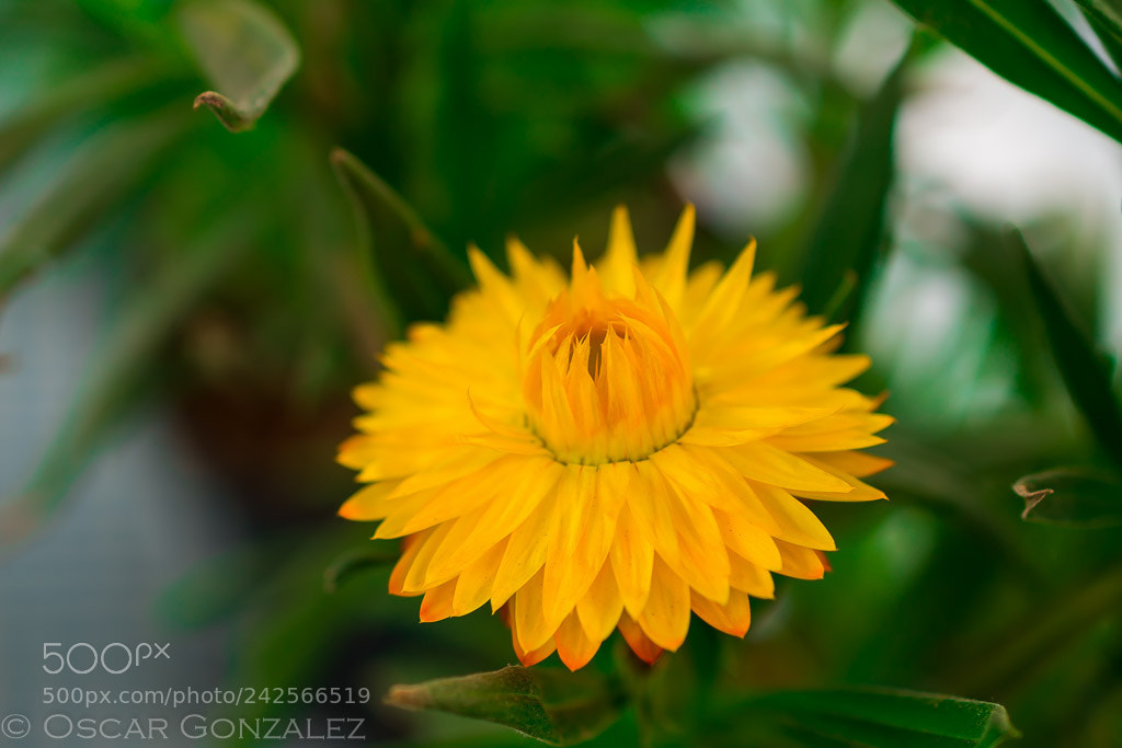 Nikon D3400 sample photo. Estrella amarilla. photography