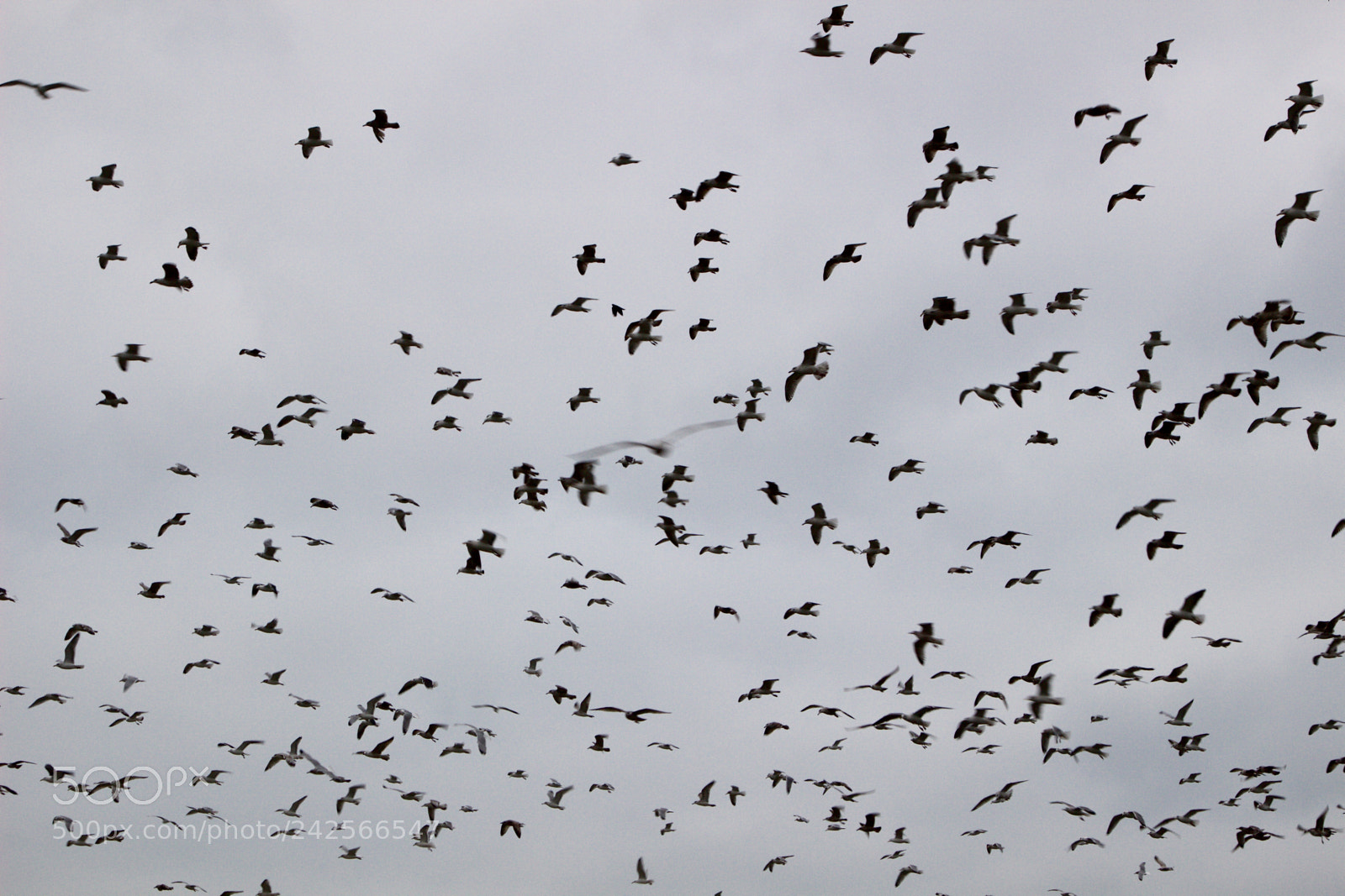 Canon EOS 100D (EOS Rebel SL1 / EOS Kiss X7) sample photo. The bird who dares photography