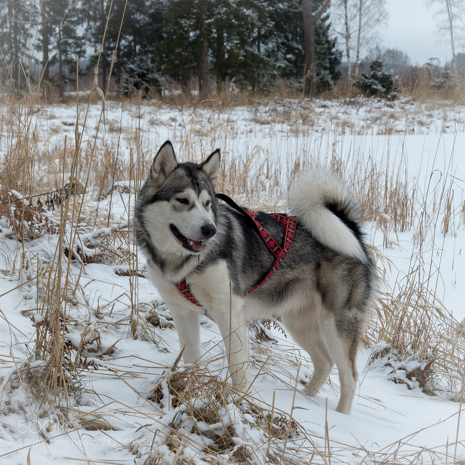 Fujifilm X-A3 sample photo. Булочка photography