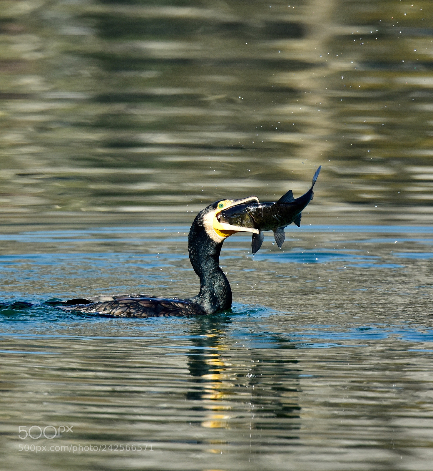 Nikon D7200 sample photo. Fishing ll photography