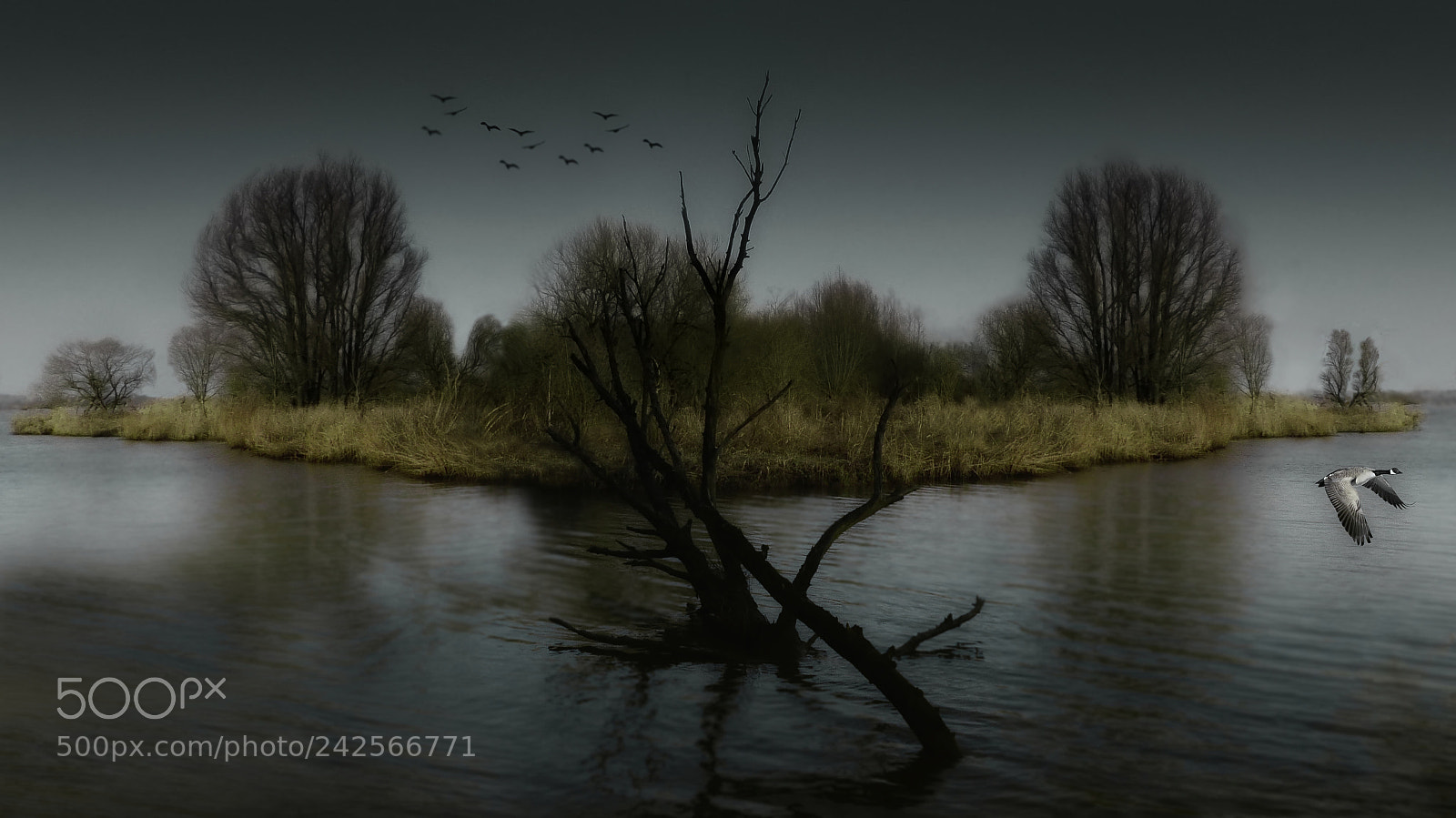 Panasonic Lumix DMC-FZ200 sample photo. Biesbosch fantasy photography
