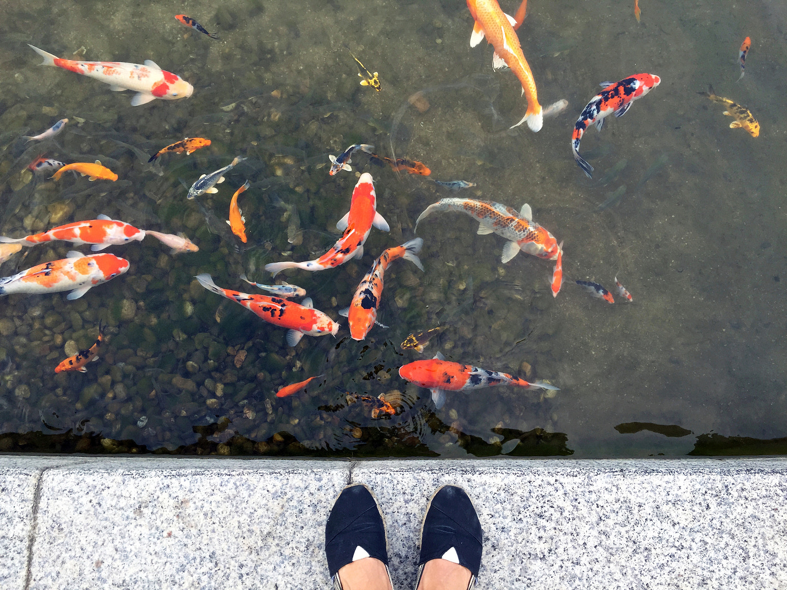 Apple iPhone 6 sample photo. Nishikigoi foot photography