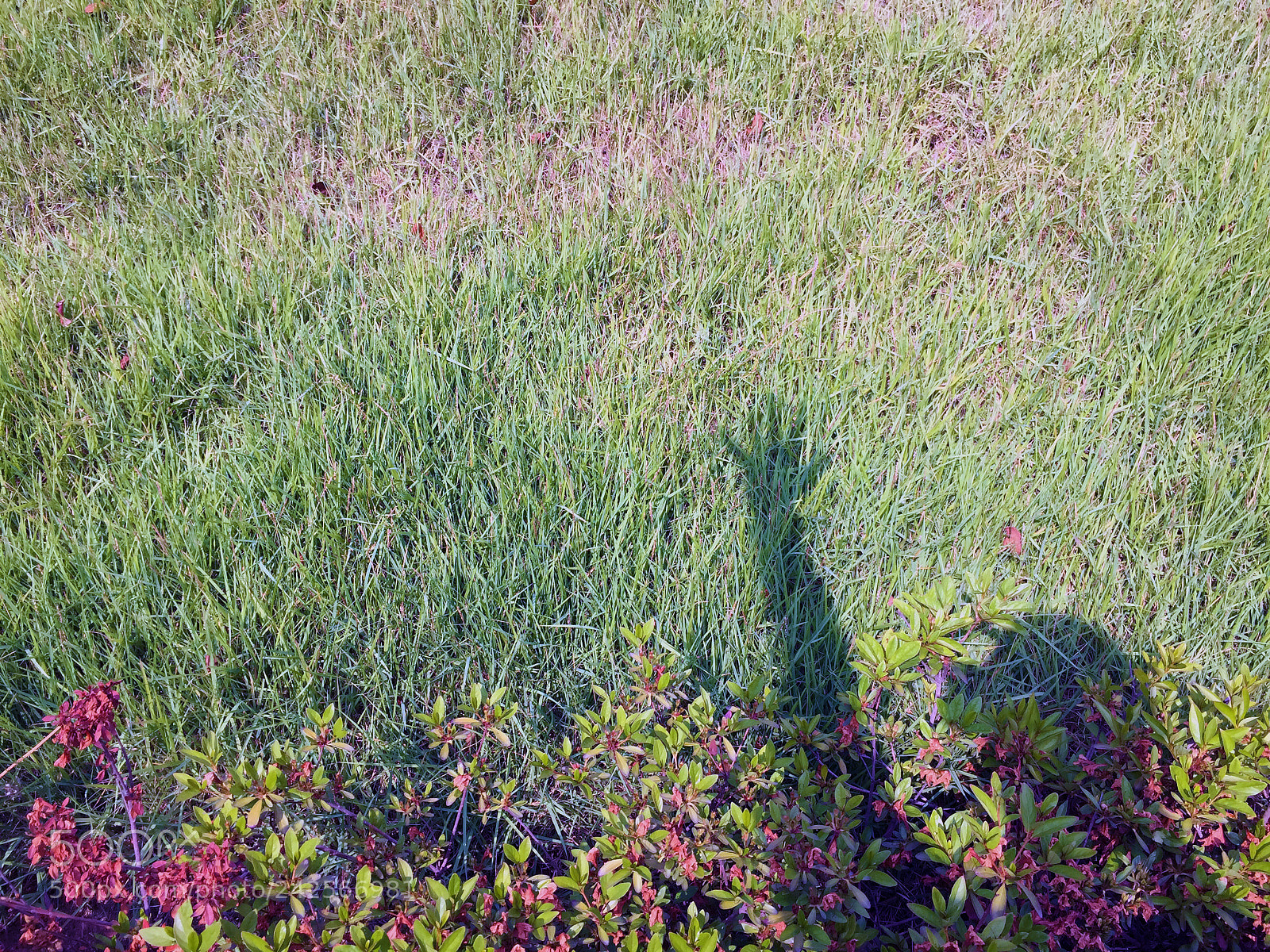 Apple iPhone 6 sample photo. Ddp grass photography