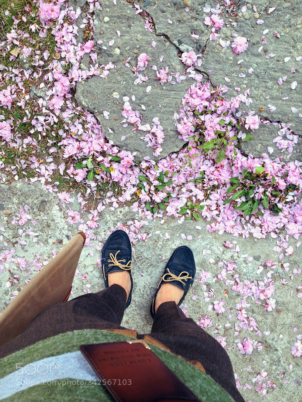 Apple iPhone 4S sample photo. Pink flower photography