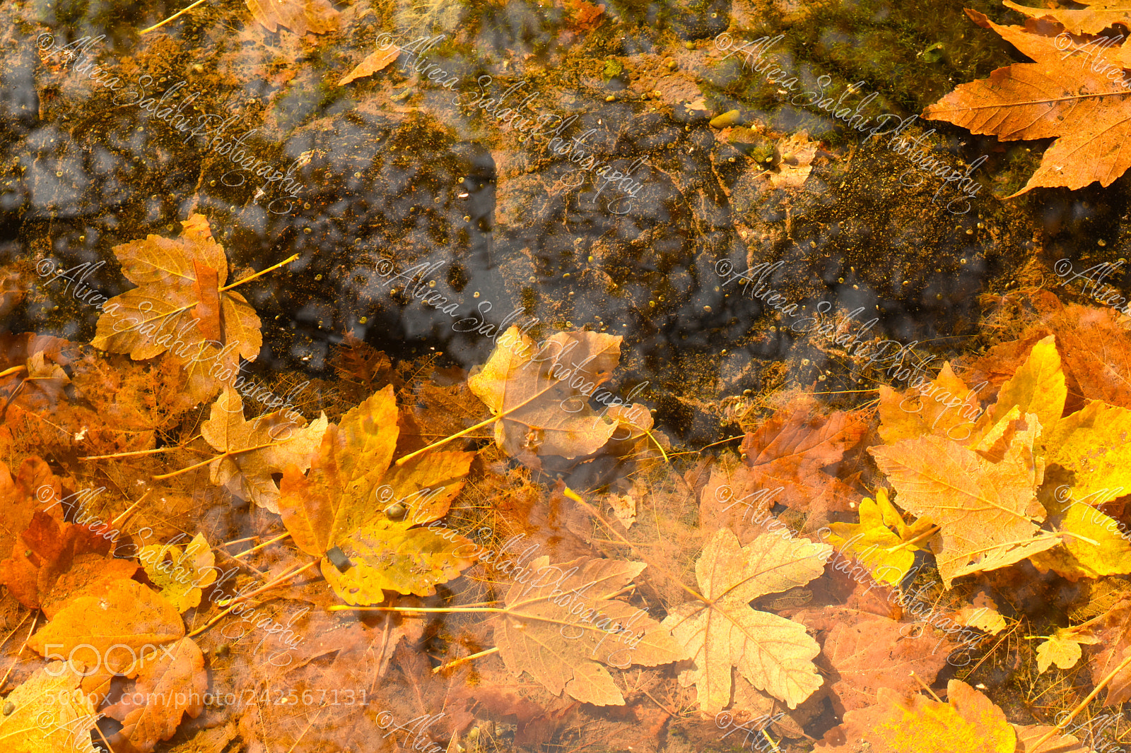 Nikon D5500 sample photo. Fall photography