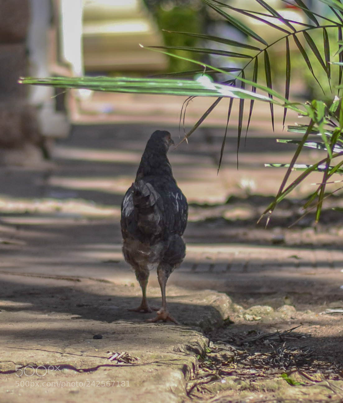 Nikon D3100 sample photo. Walking (of ) photography