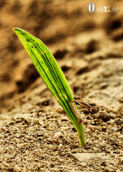 Canon PowerShot SX40 HS sample photo. Grow up photography