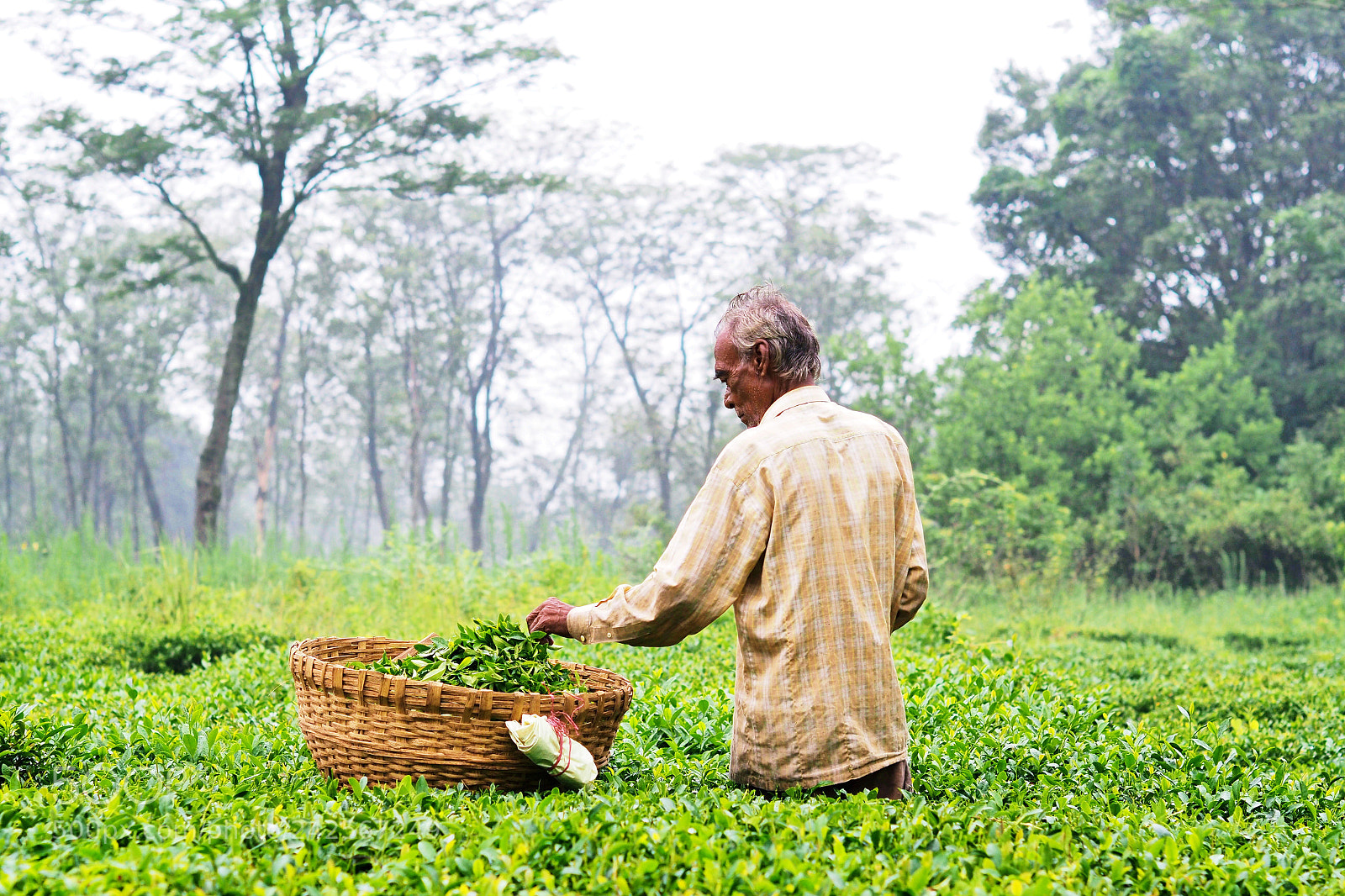 Olympus PEN-F sample photo. Darang homestay, palampur photography