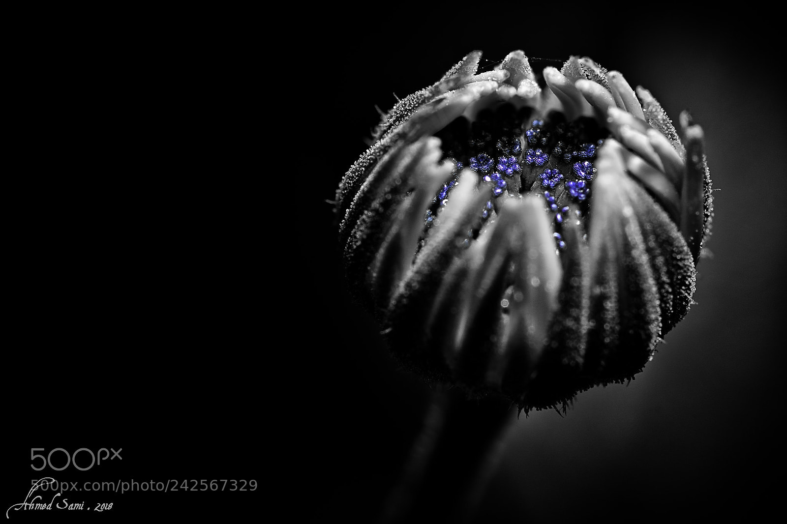 Nikon D7100 sample photo. Blooming photography