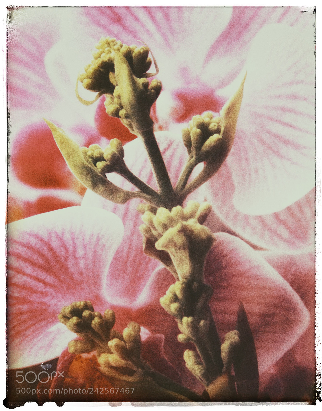 Canon EOS 50D sample photo. Untitled photography