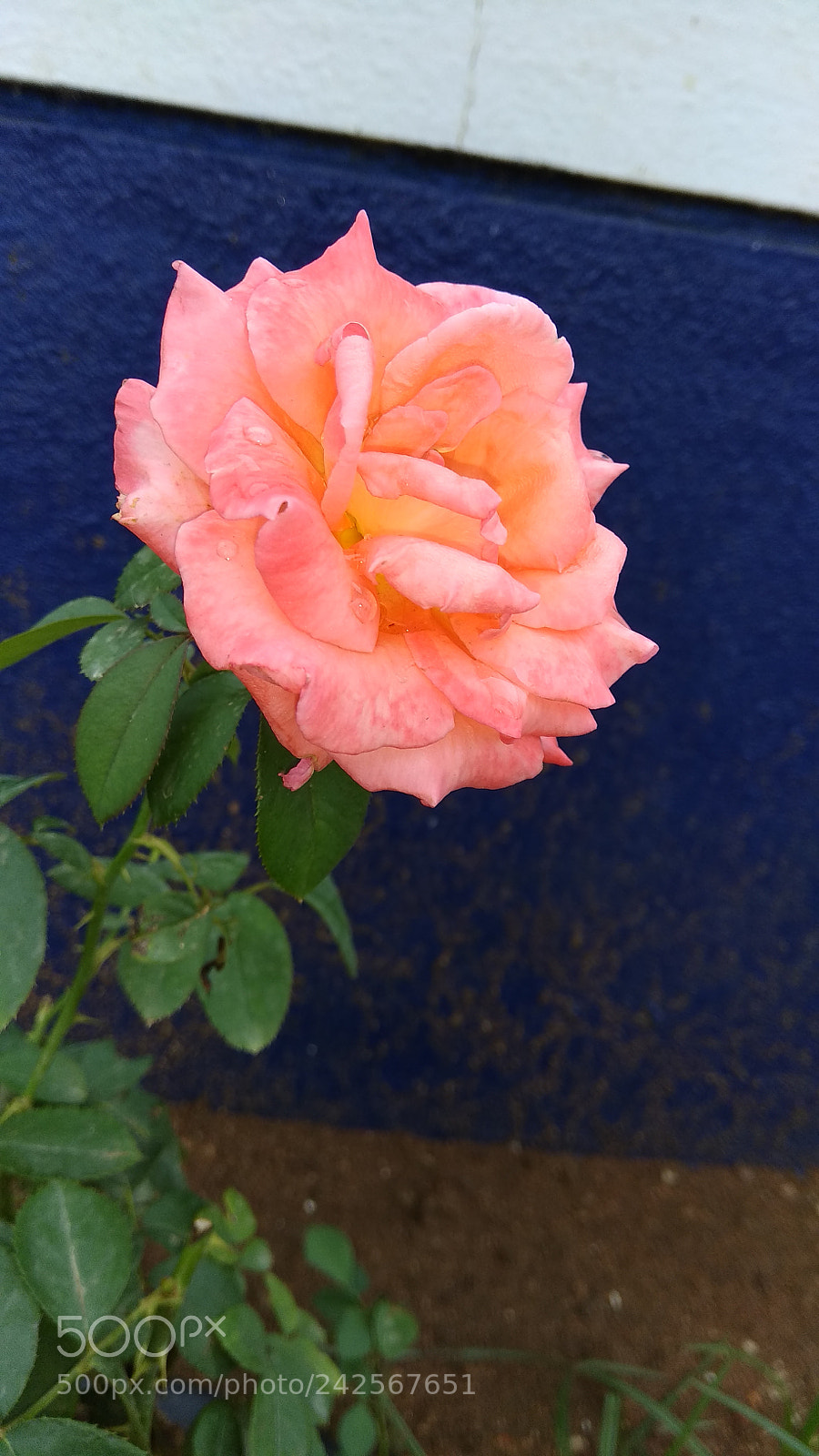 Xiaomi Redmi Note 4 sample photo. Pink rose photography