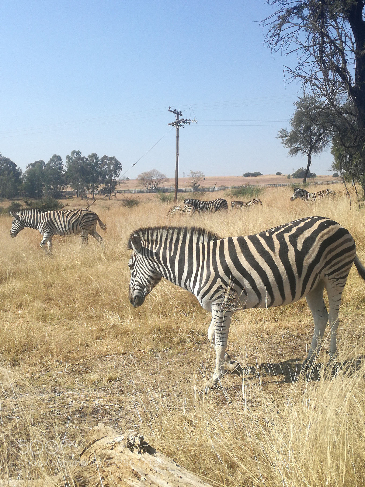 HUAWEI P9 LITE sample photo. More zebra photography