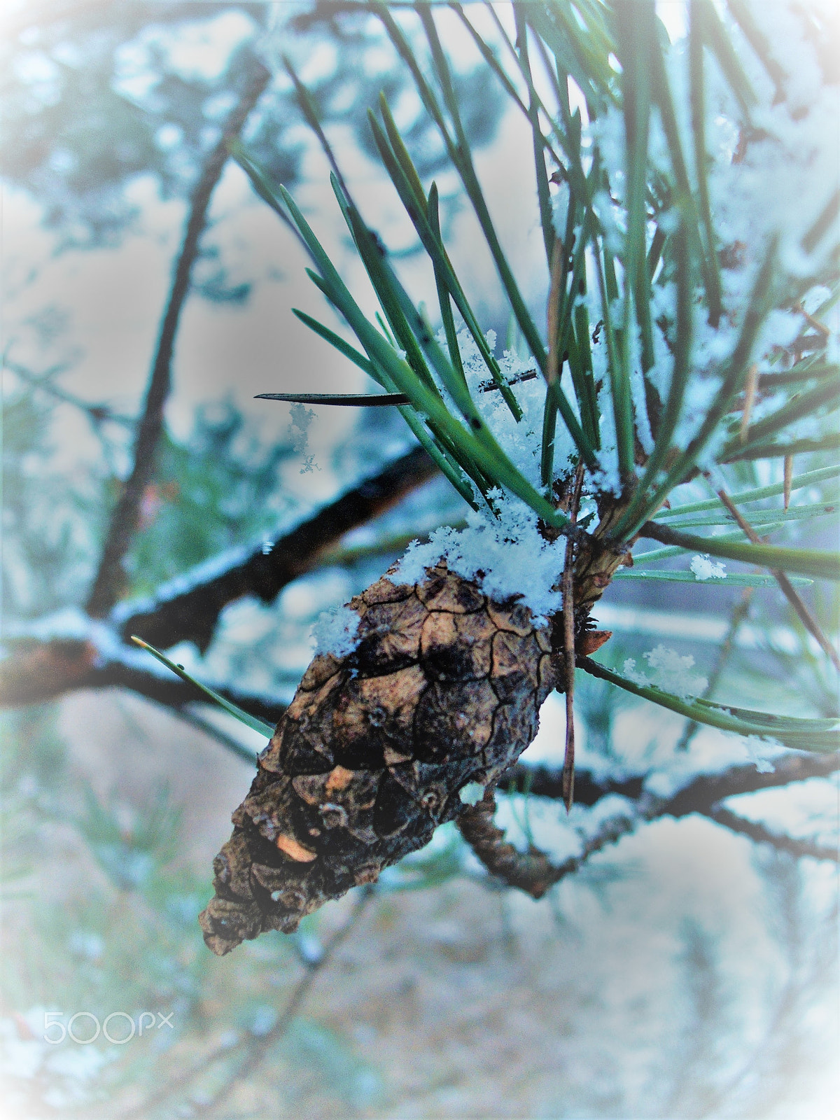 Fujifilm A850 sample photo. Winter pine cone photography