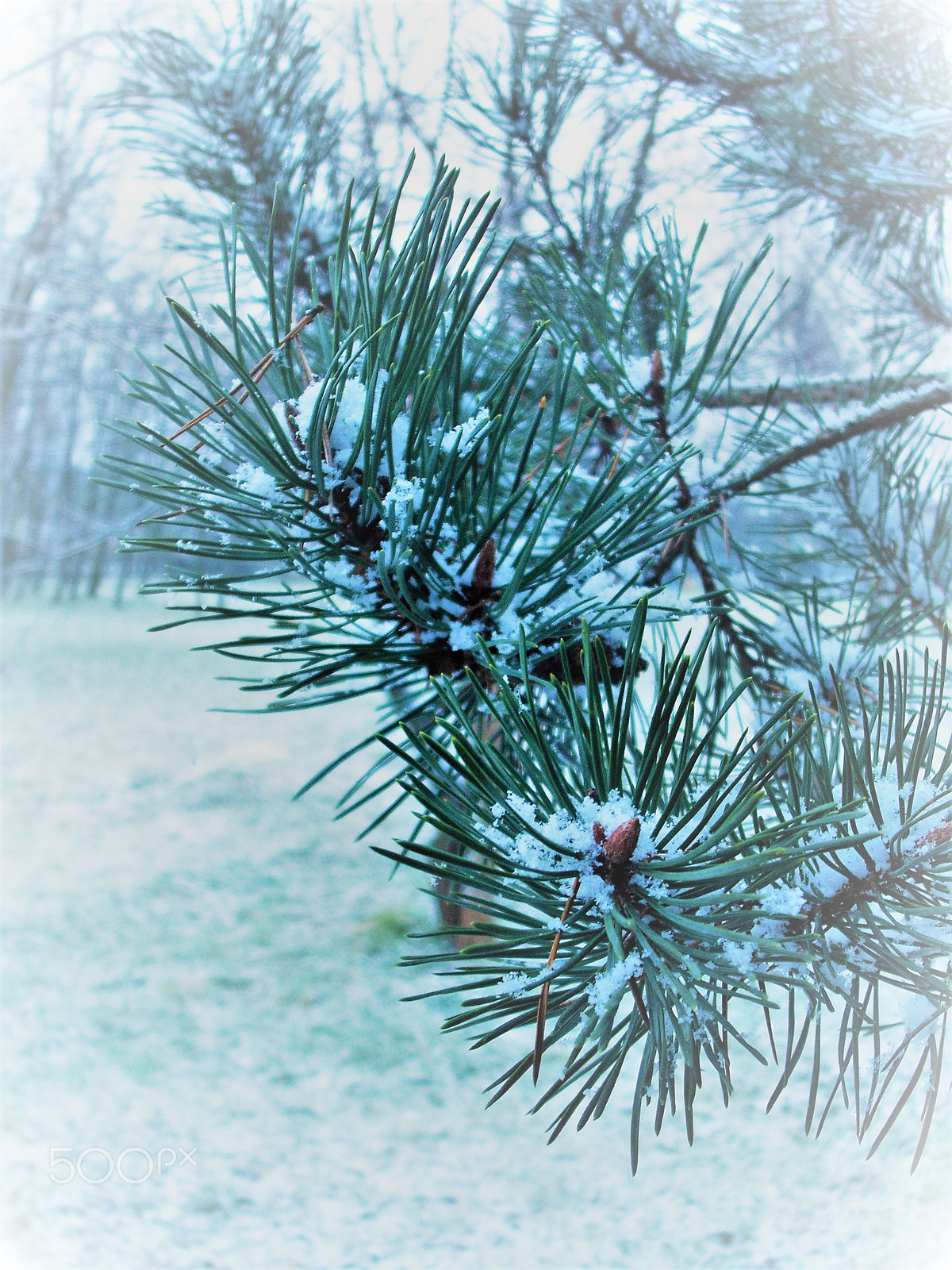 Fujifilm A850 sample photo. Winter pine branch photography
