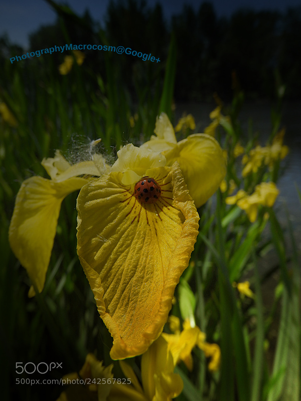 Nikon Coolpix P610 sample photo. Lady on a iris. photography