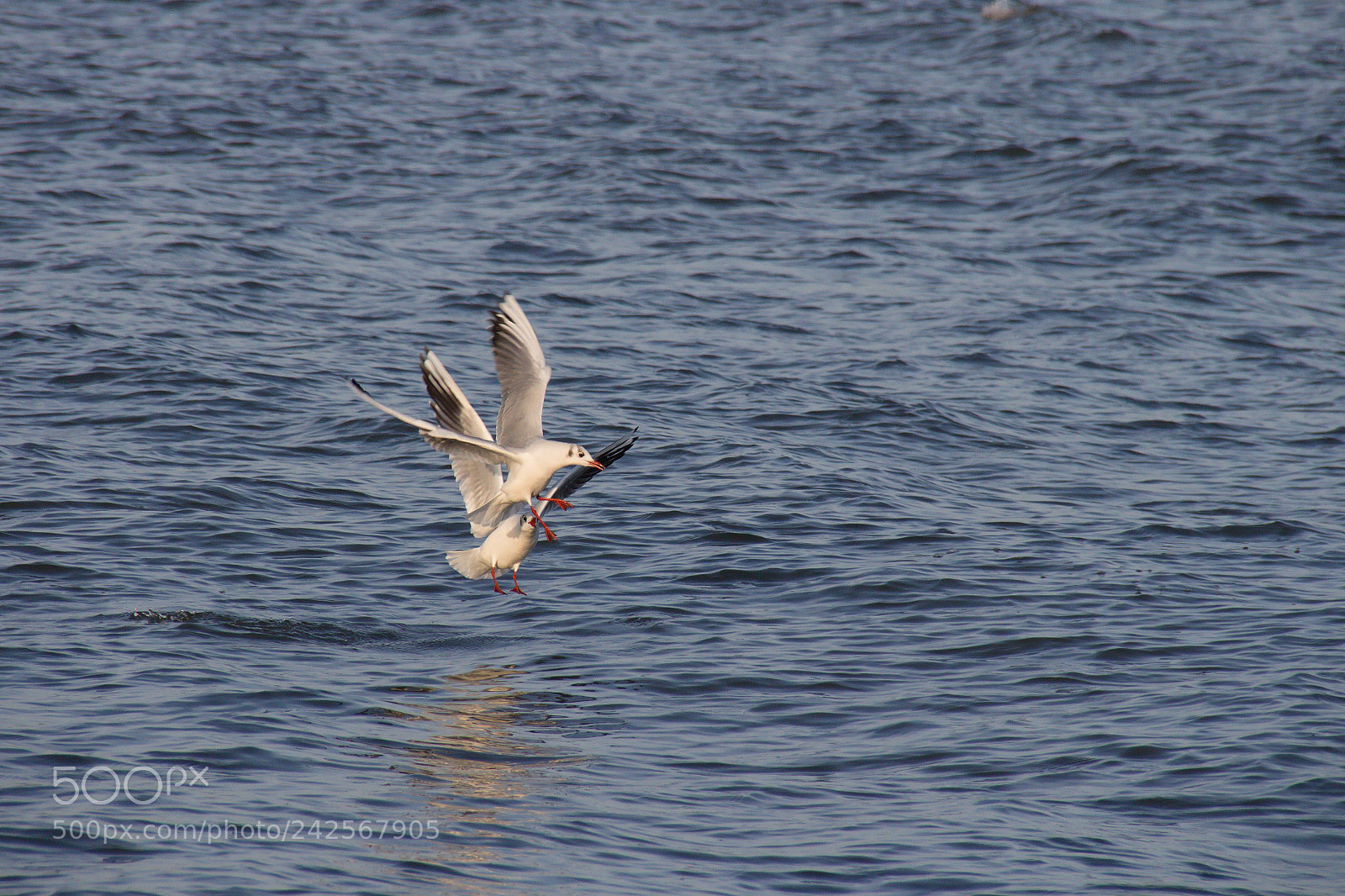 Canon EOS 700D (EOS Rebel T5i / EOS Kiss X7i) sample photo. Gulls in december photography