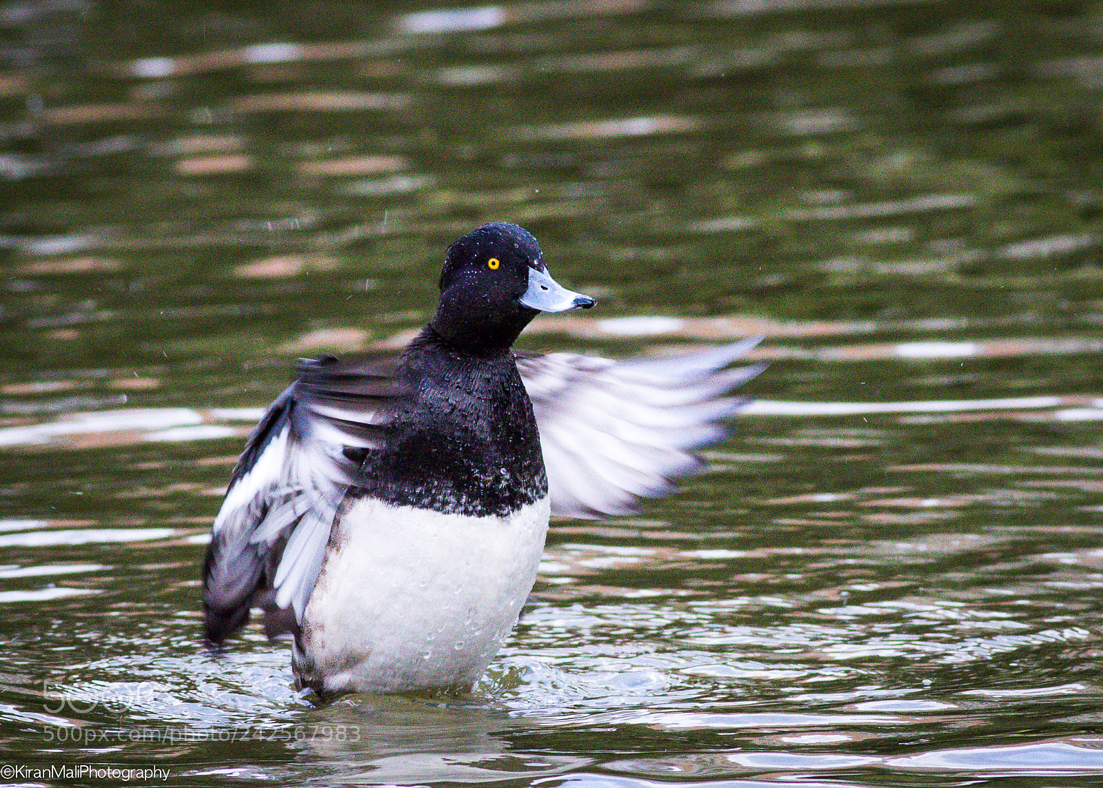 Canon EOS 7D Mark II sample photo. Greater scaup photography