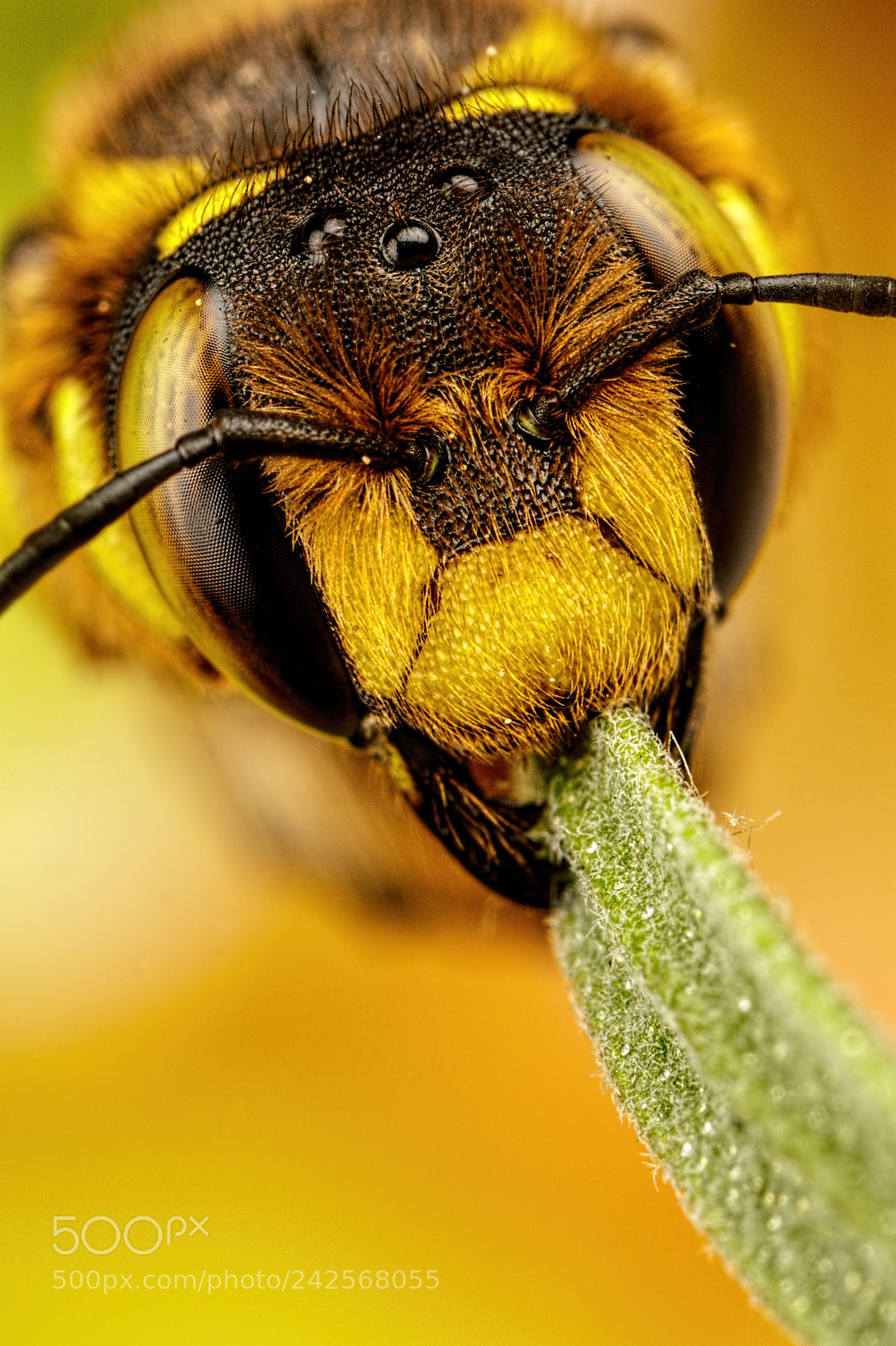 Canon EOS 80D sample photo. European carder bee i photography