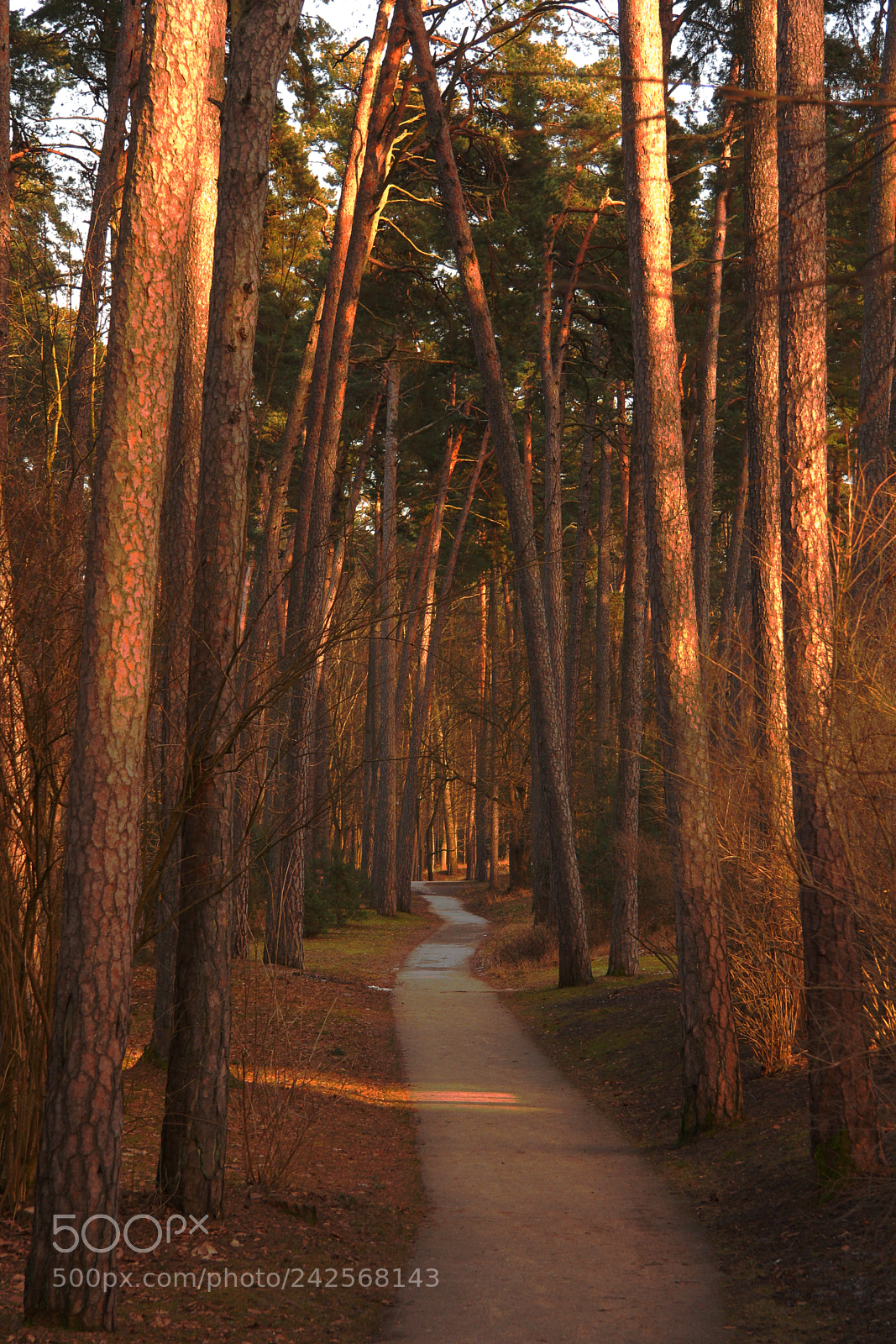 Canon EOS 60D sample photo. Evening photography