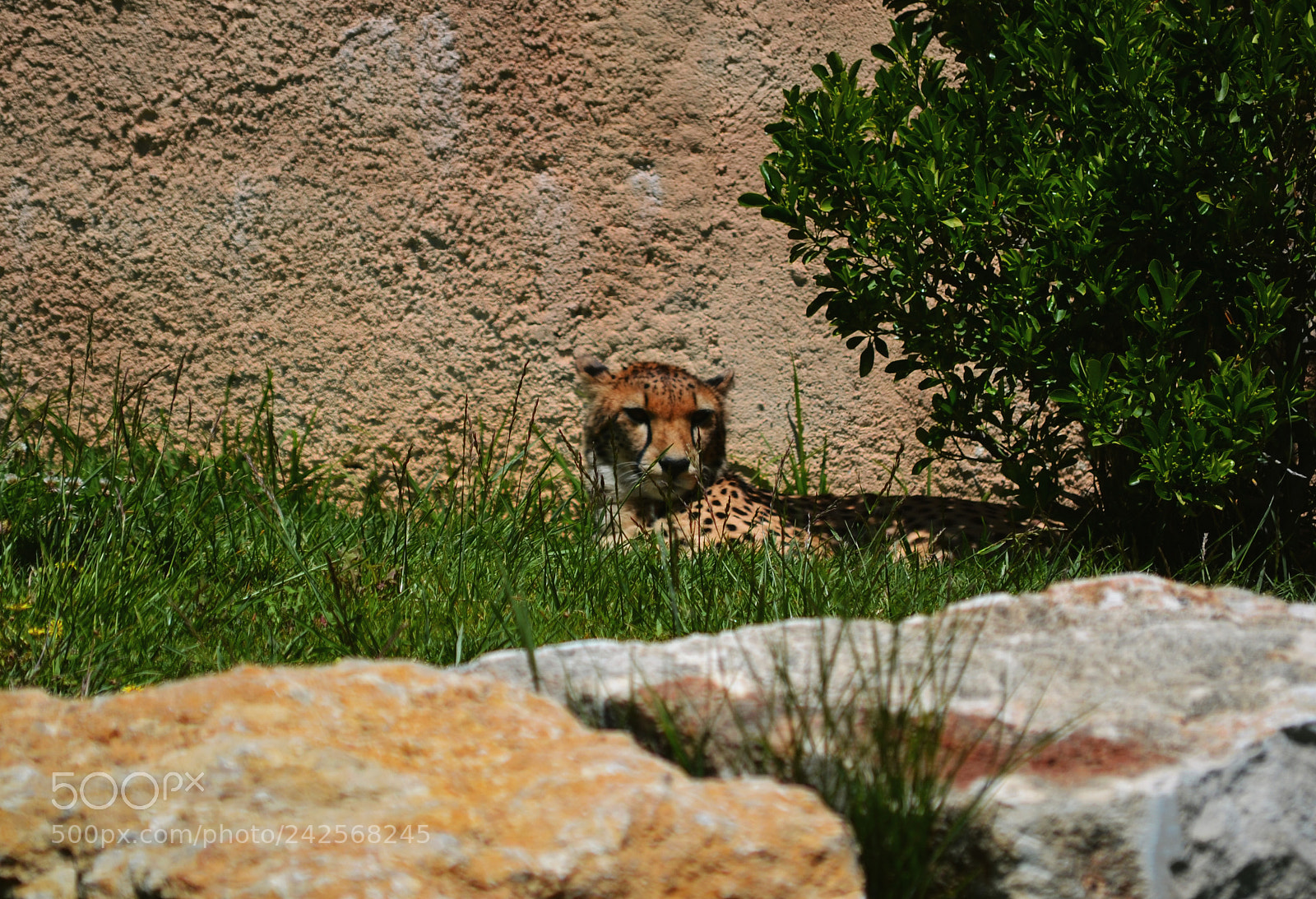 Nikon D3100 sample photo. Guepardo photography