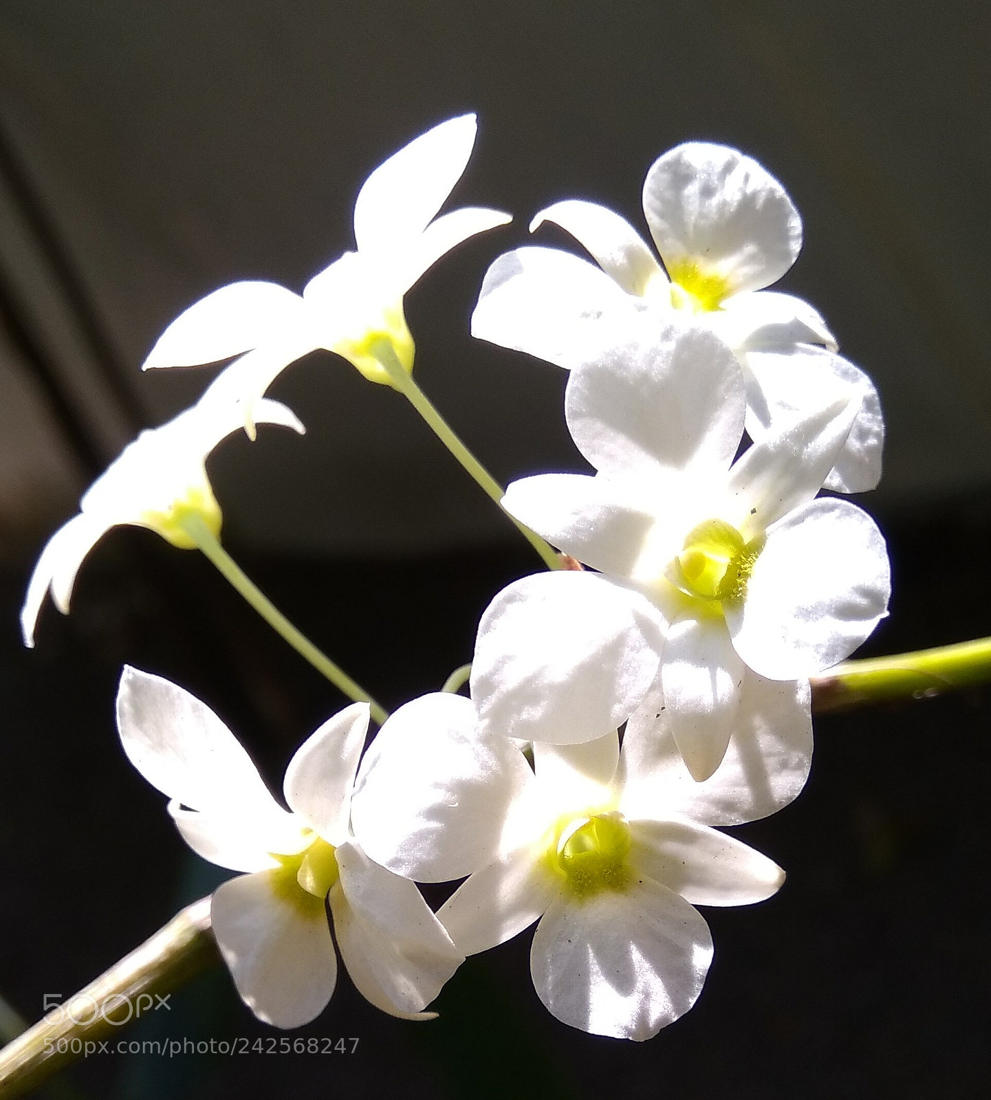 Xiaomi MI MAX sample photo. Orchid photography