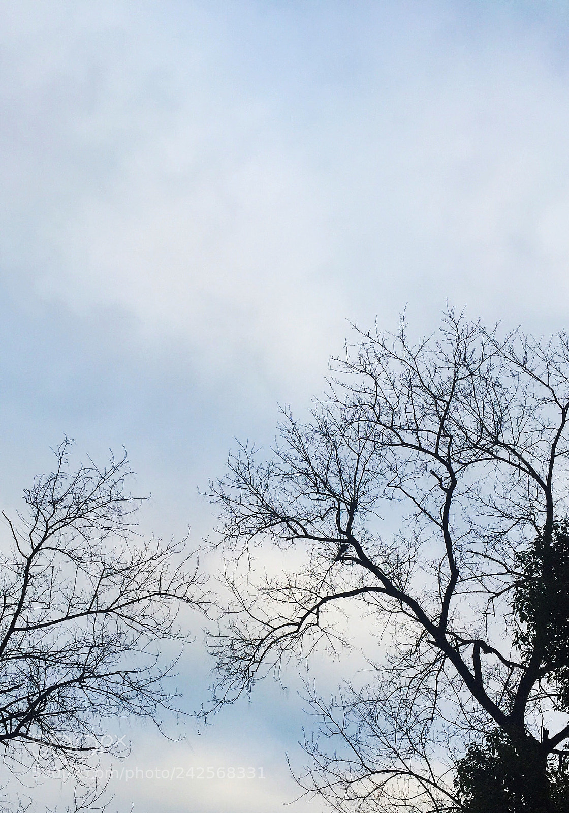 Apple iPhone 6 sample photo. Untitled photography