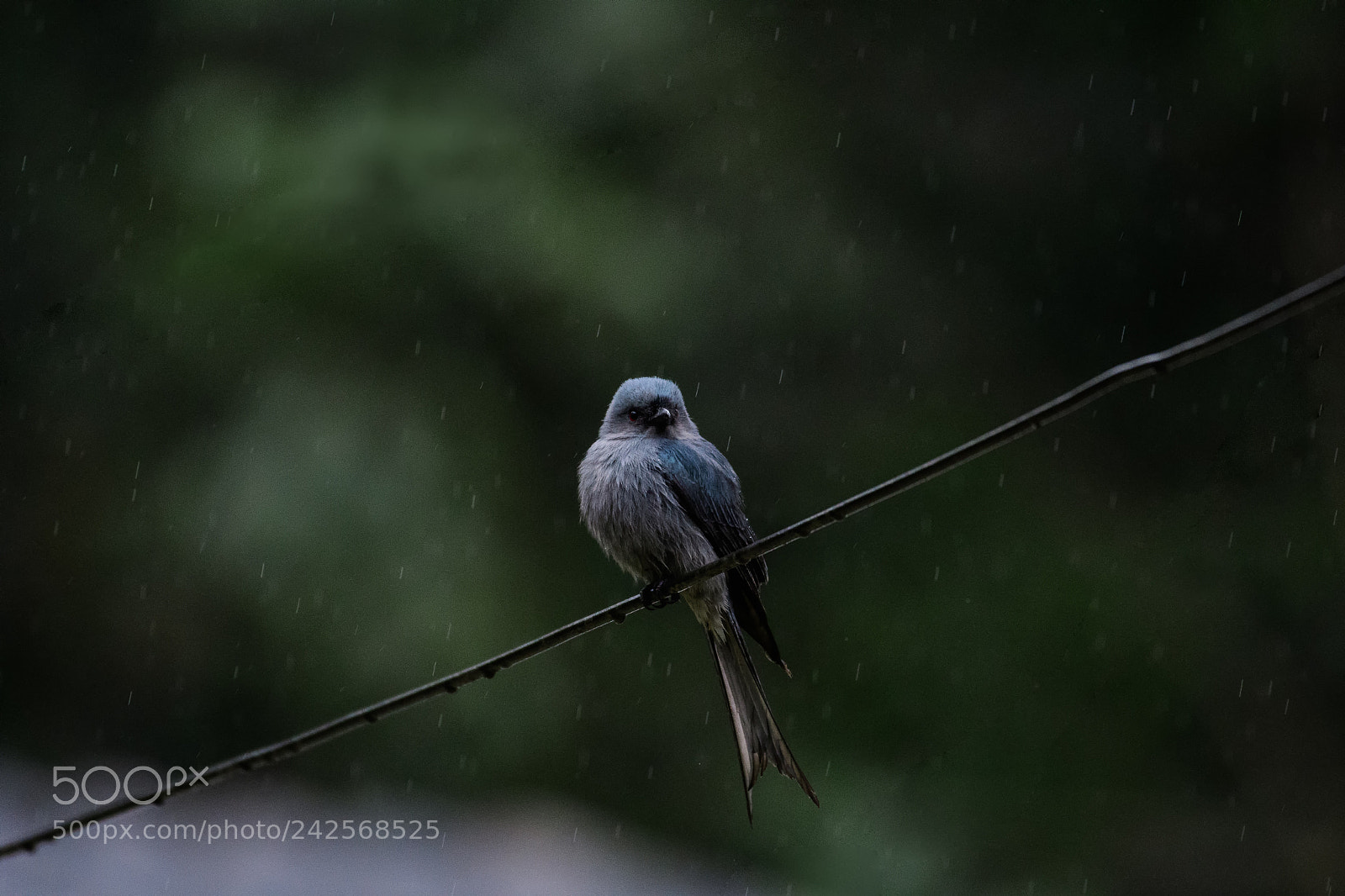 Nikon D500 sample photo. Crow-billed drongo (dicrurus annectans). photography