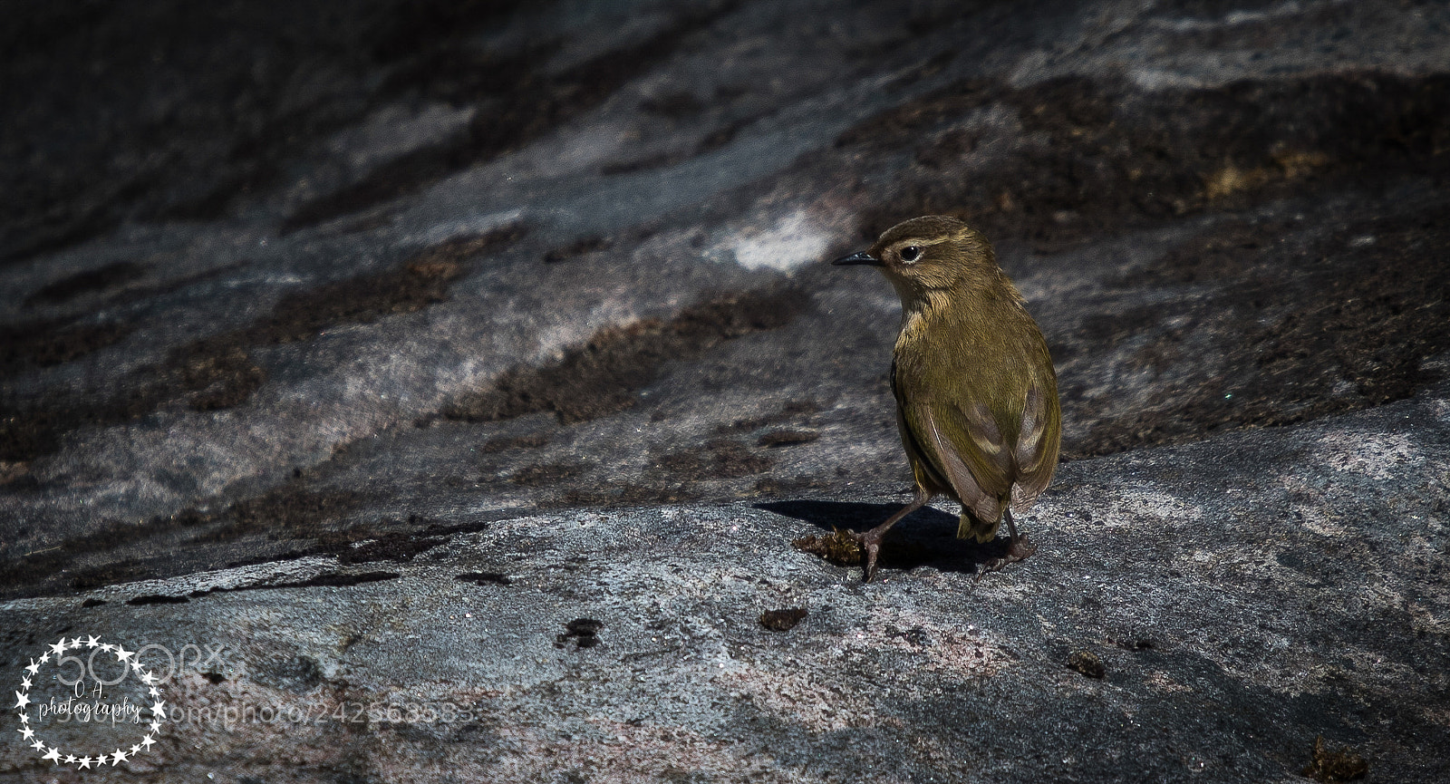 Canon EOS 7D Mark II sample photo. Pīwauwau, rock wren photography