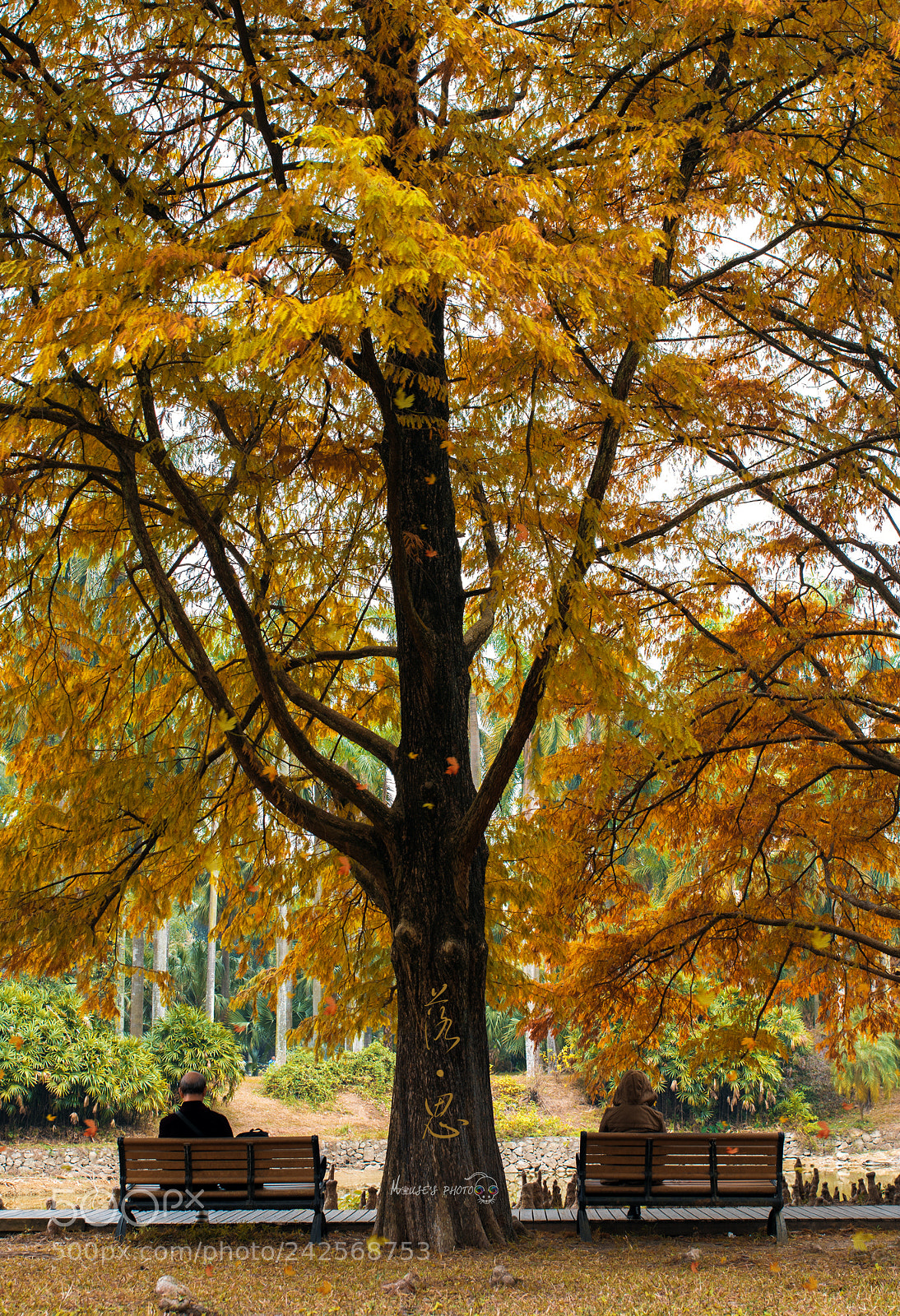 Nikon D810 sample photo. 落·思 photography