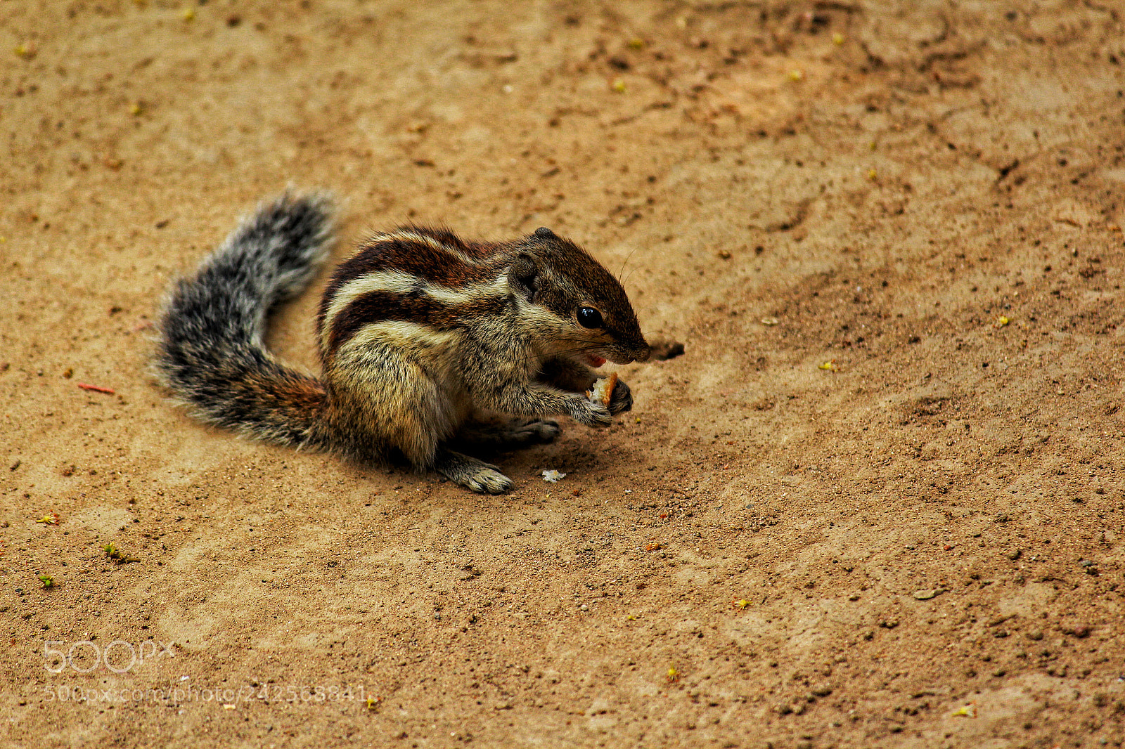 Canon EOS 1200D (EOS Rebel T5 / EOS Kiss X70 / EOS Hi) sample photo. Squirrel photography