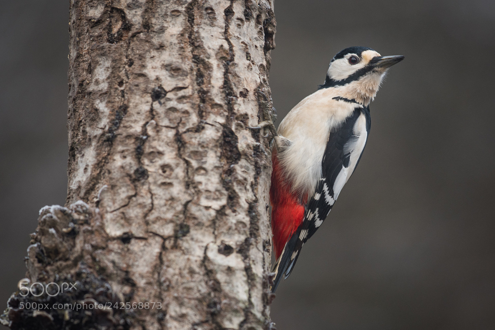 Nikon D750 sample photo. Red woodpecker portrait photography