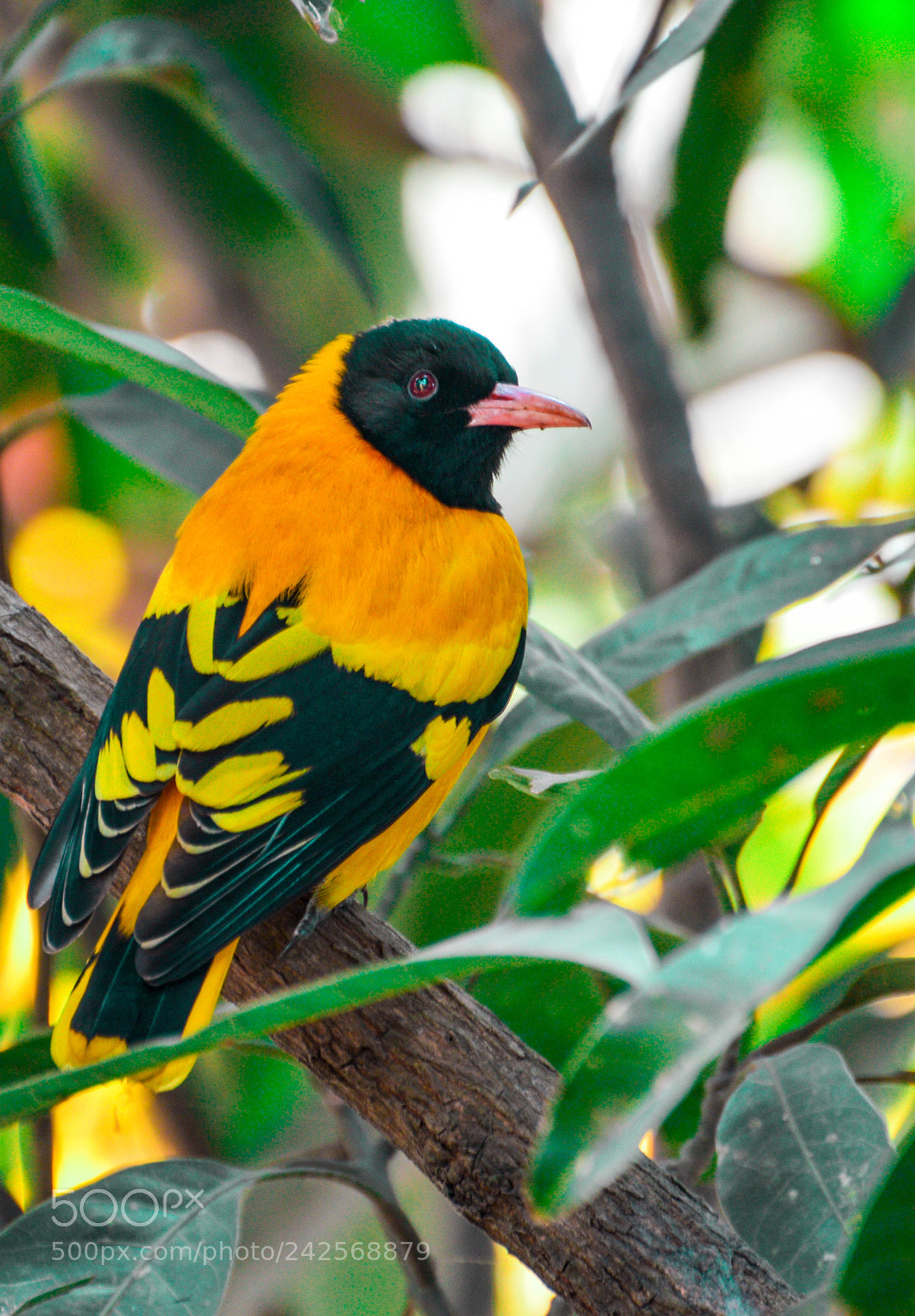Nikon D3200 sample photo. American goldfinch in india photography