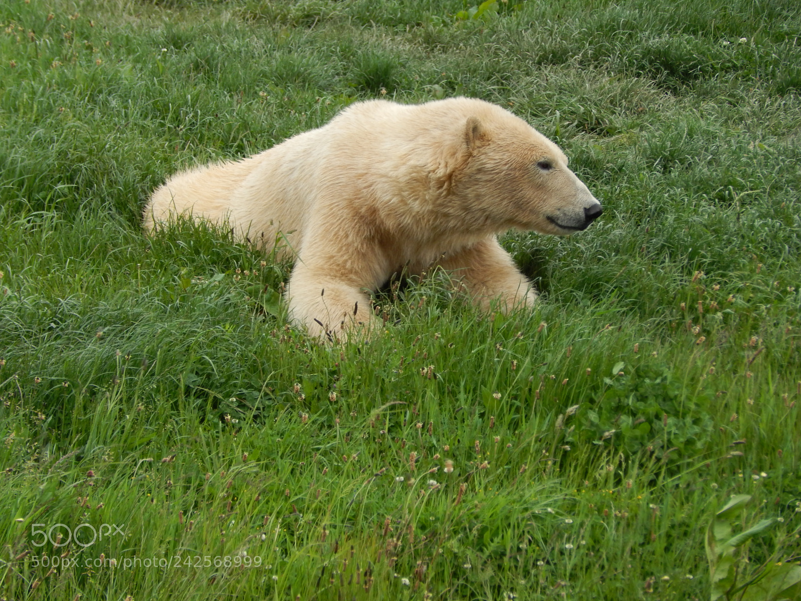 Nikon Coolpix L820 sample photo. Polar bear photography