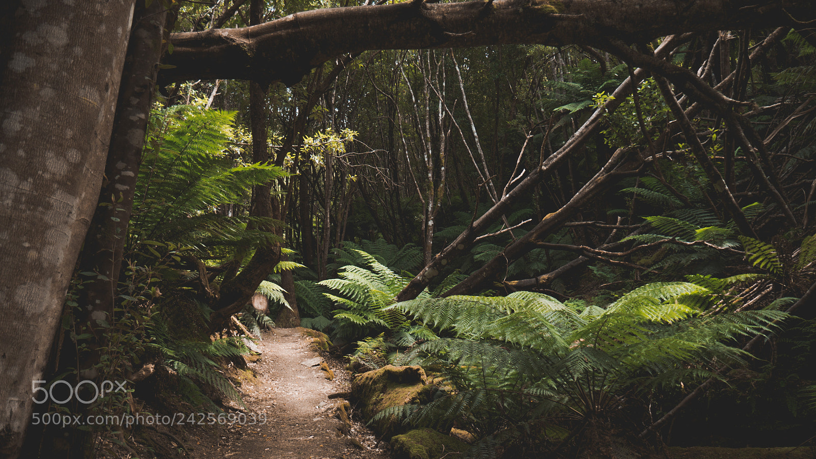 Panasonic Lumix DMC-G7 sample photo. Fern days | turn ways photography