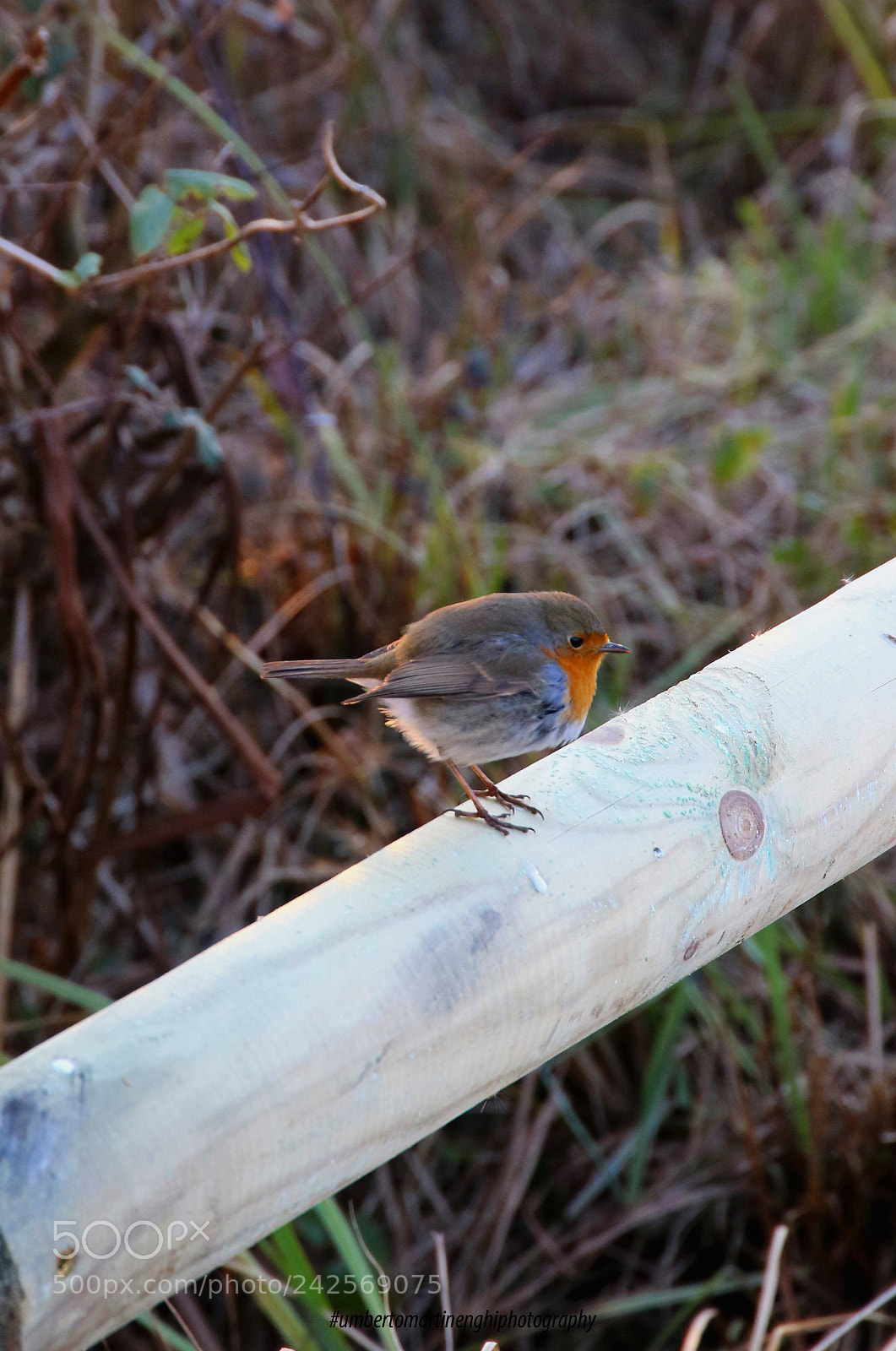Canon EOS 7D Mark II sample photo. Cute robin photography