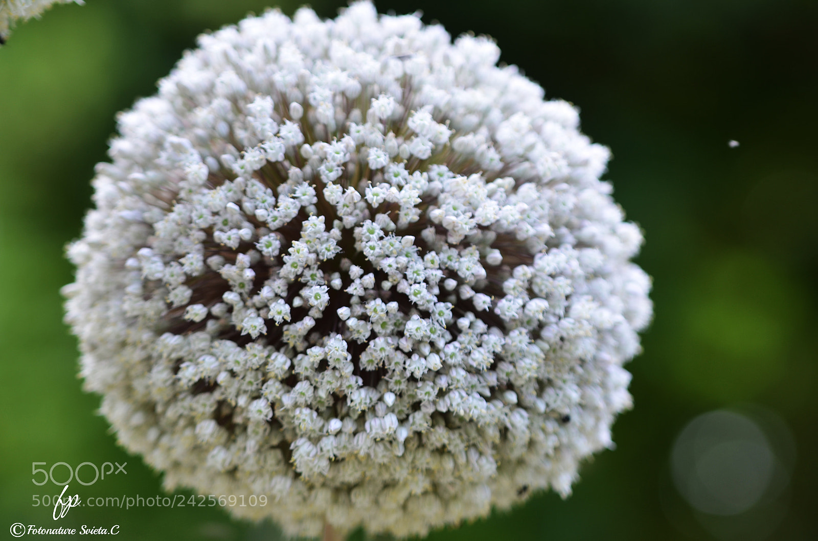 Nikon D5100 sample photo. White snowflake photography
