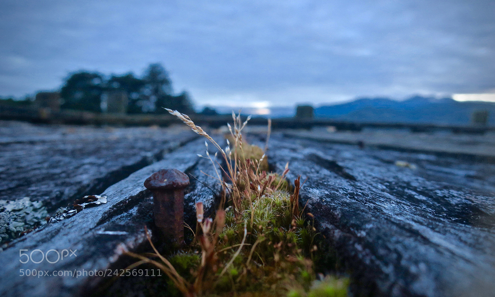 Canon PowerShot G9 X sample photo. Moss in the split photography