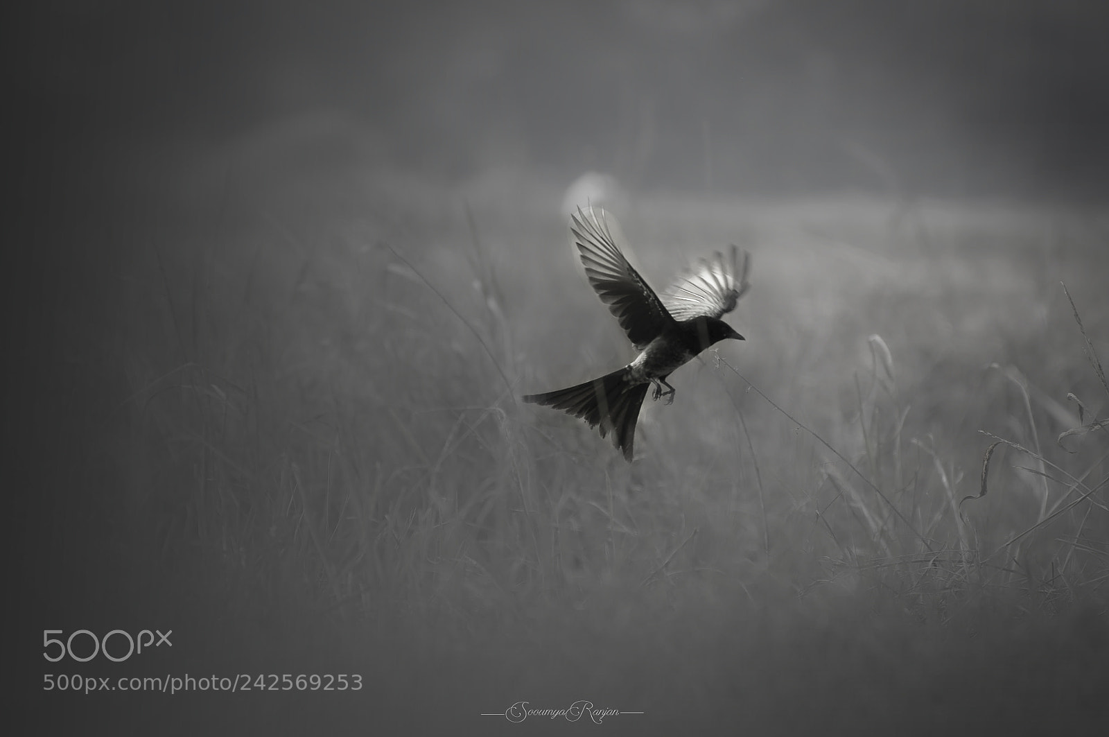 Nikon D90 sample photo. Black drongo .. photography