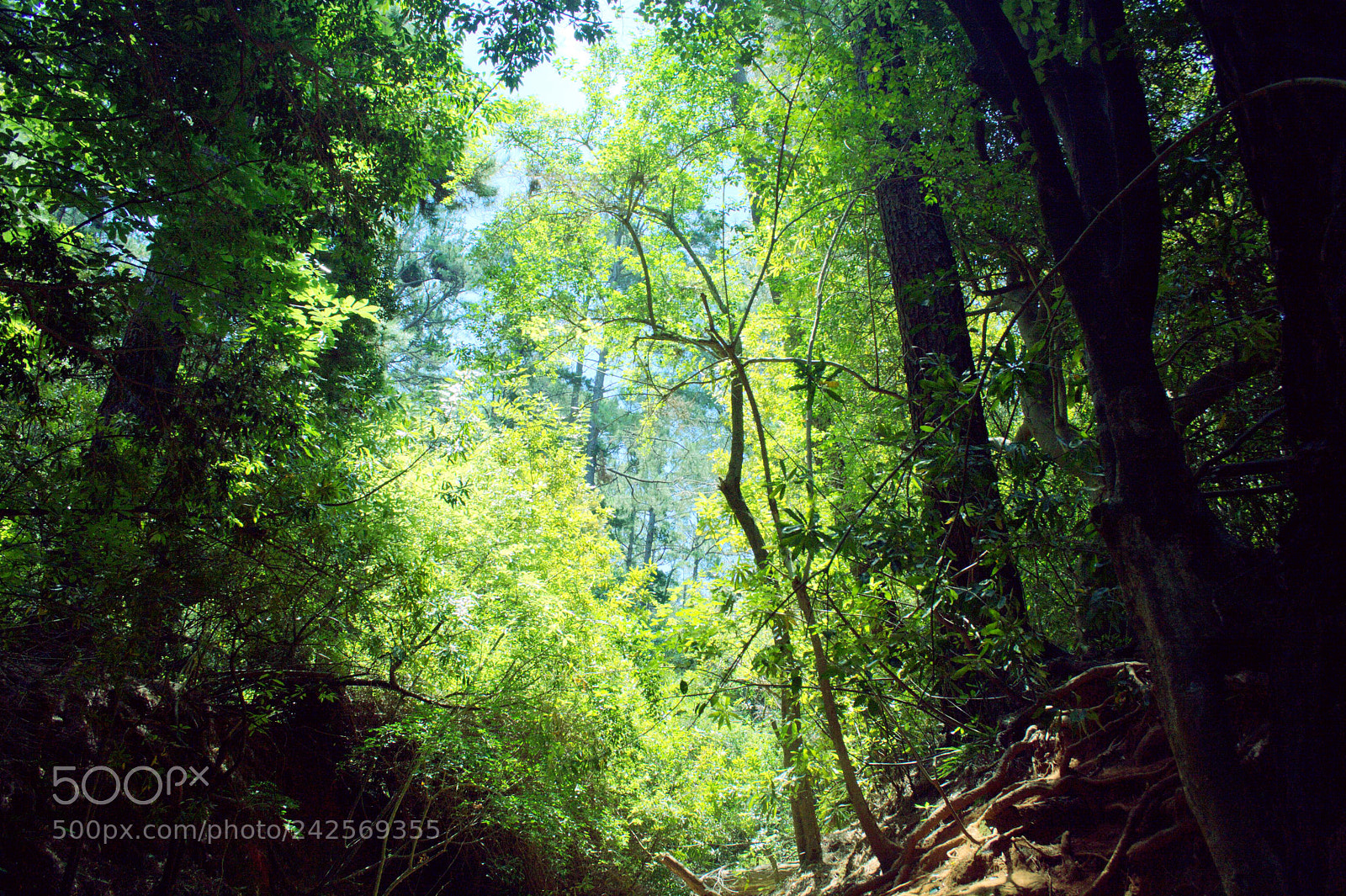 Canon EF-S 18-55mm F3.5-5.6 II sample photo. Walking in the woods photography
