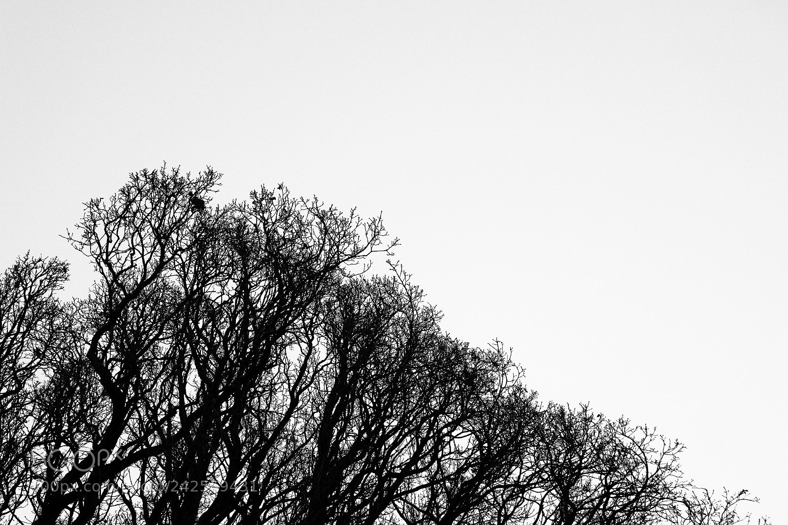 Sony a6300 sample photo. Gebäum photography