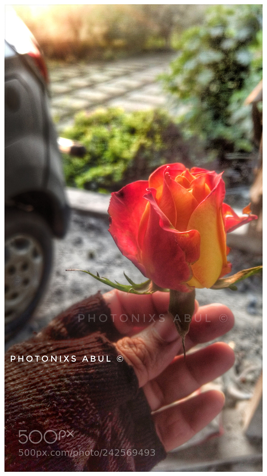 Motorola Moto G (4) sample photo. Rose photography