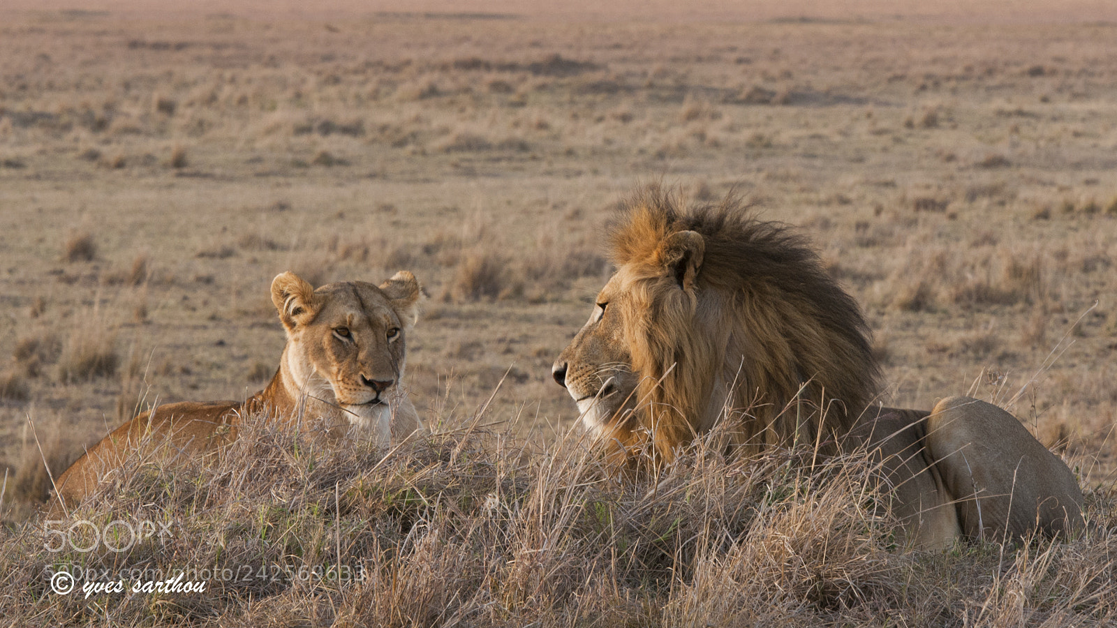 Nikon D300S sample photo. Lions in love photography