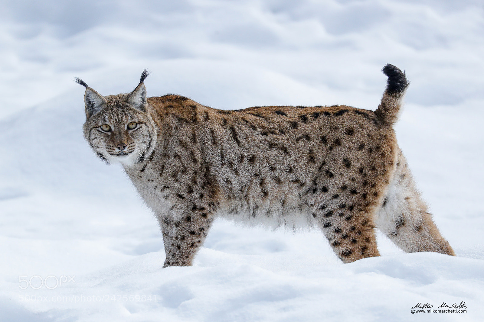 Canon EOS-1D X Mark II sample photo. Lynx photography