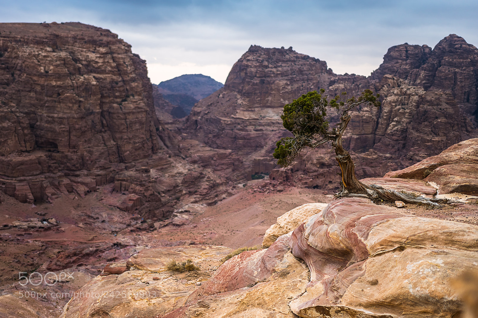 Sony ILCA-77M2 sample photo. Ancient juniper photography