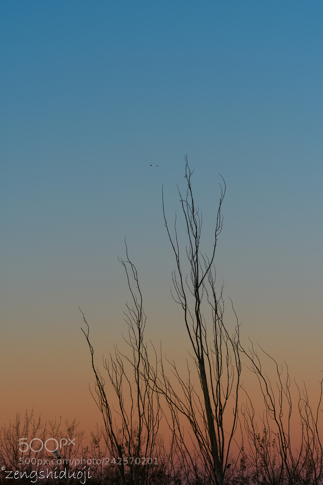 Nikon D500 sample photo. 妖娆 photography
