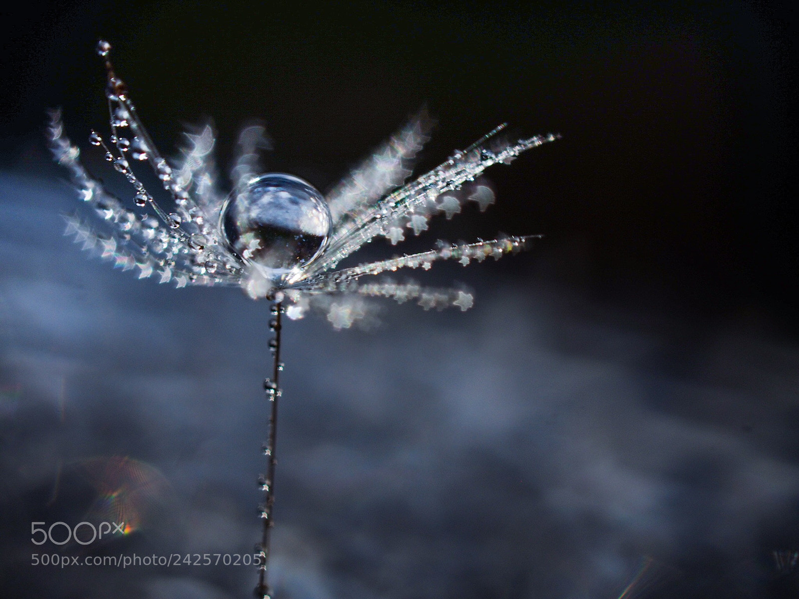 Olympus OM-D E-M1 sample photo. Star in the drop photography